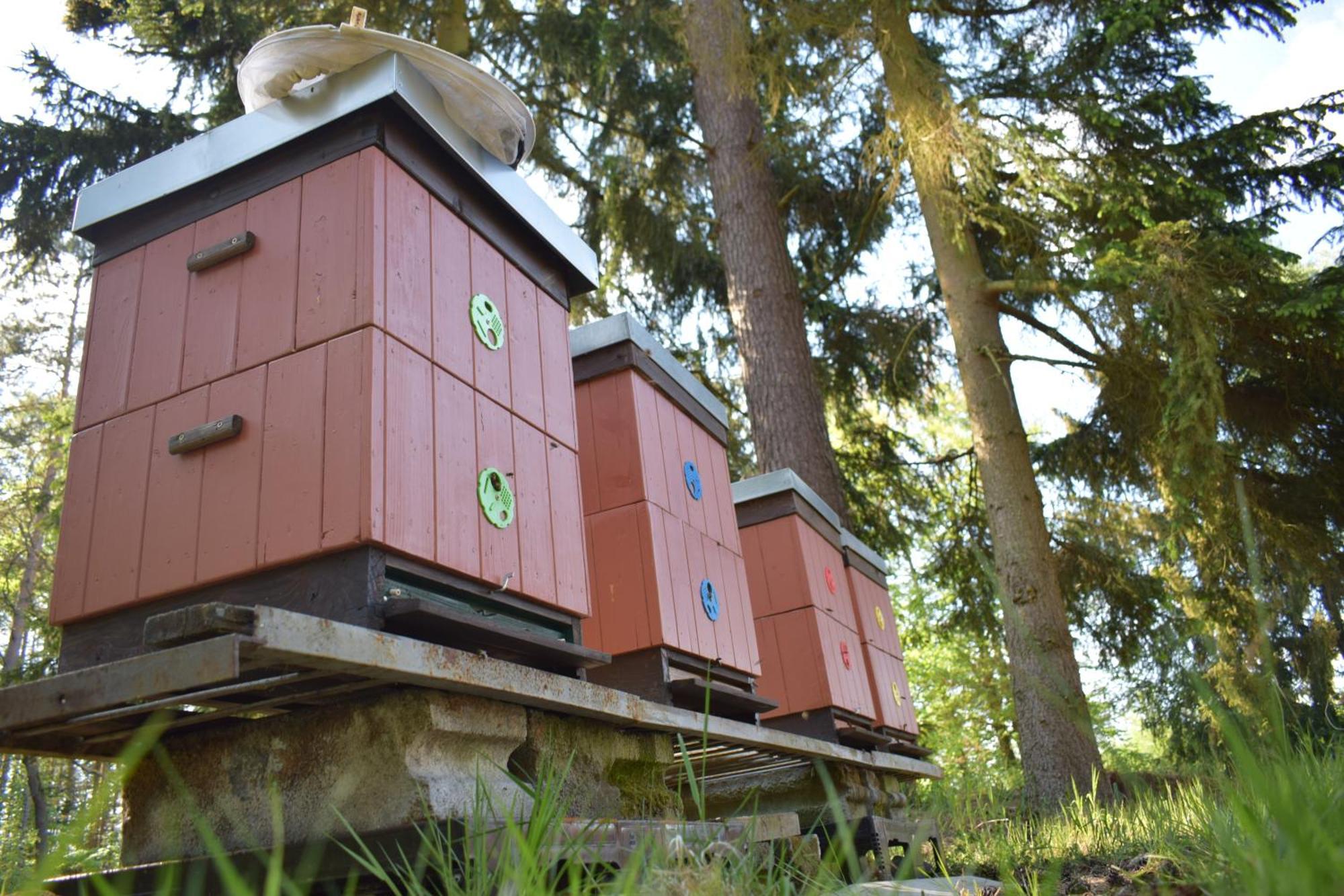 Hotel Treehouse U Rybnika Osecna Esterno foto