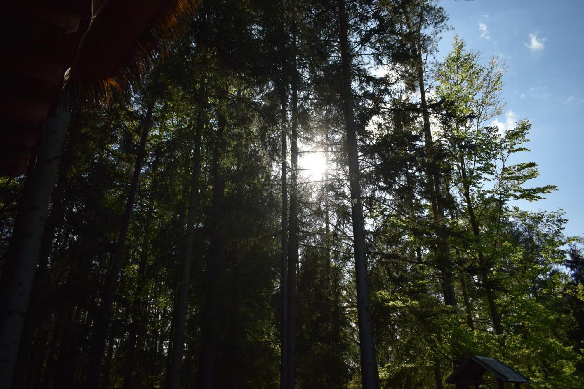 Hotel Treehouse U Rybnika Osecna Esterno foto